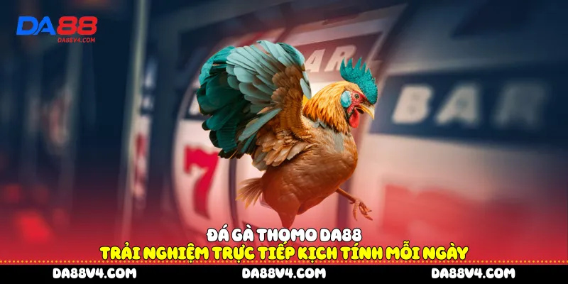 Đá gà thomo DA88