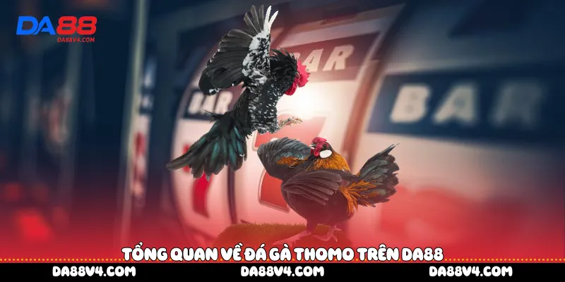 Tổng quan về đá gà Thomo trên DA88